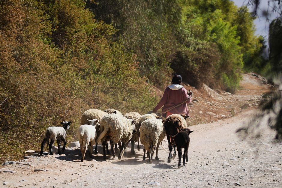 A person walking along a dirt path with a stick, herding a small flock of sheep and lambs through a natural landscape. The sheep vary in color, with some having white, black, or brown wool, and appear to have thick, textured coats. The person is dressed in a pinkish jacket or shawl, with a dark hat or head covering, and is slightly turned away from the camera. Surrounding vegetation consists of dense, green shrubbery and trees, creating a lush background that contrasts with the dry, rocky path. The scene is illuminated by natural daylight, casting soft shadows and highlighting the textures of the sheep's wool and the uneven terrain. This pastoral scene emphasizes traditional livestock herding, which may relate to alternative or private sheep grazing and the management of rural areas outside typical urban rubbish removal services. The overall composition presents an authentic rural environment, with a focus on the human-animal interaction within a scenic countryside setting.